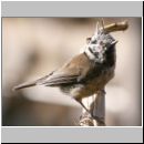 Parus Cristatus - Haubenmeise 11.jpg